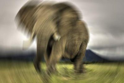 Filin saldırısına uğrayan Çinli öldü