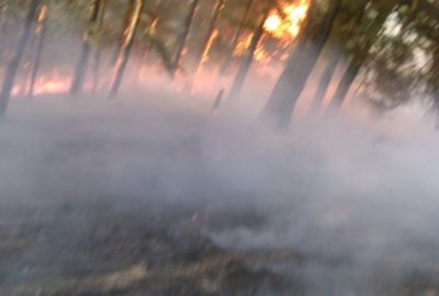 Sarıkamış’ta Orman Yangını