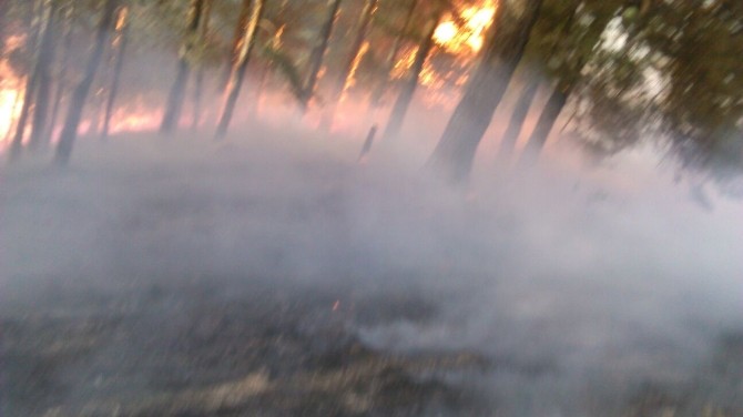 Sarıkamış’ta Orman Yangını