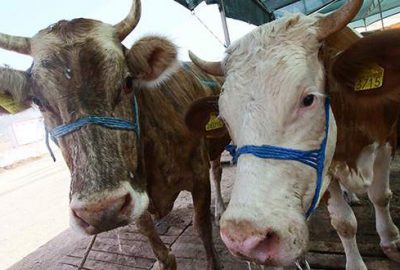 Kurbana eziyete para cezası!