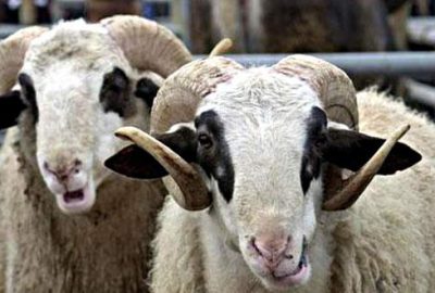 Hamilelere ‘kurban eti’ uyarısı