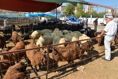 Konyaaltı İlçesi’nde Kurban Satış Ve Kesim Yerleri Belirlendi