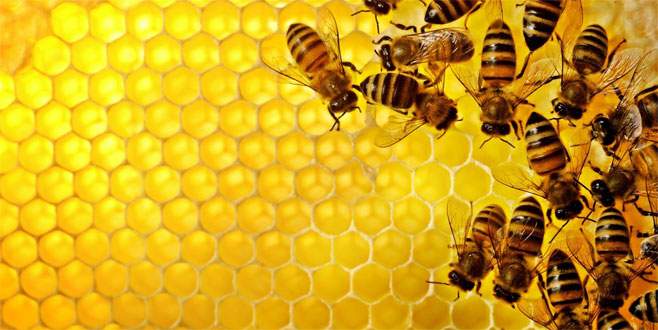 Arı ölümleri kaygı verici boyutlarda