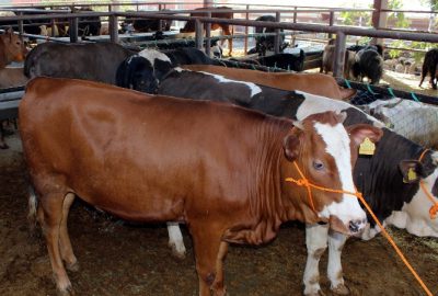 Kurbanlıklar Pazarda Alıcı Bekliyor