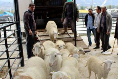 Kurbanlık seçiminde püf noktalar