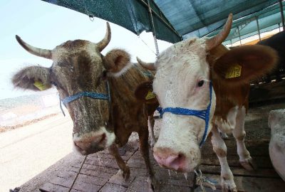 Bayraklı’da Kurbanlık Alacaklara Broşürlü Uyarı