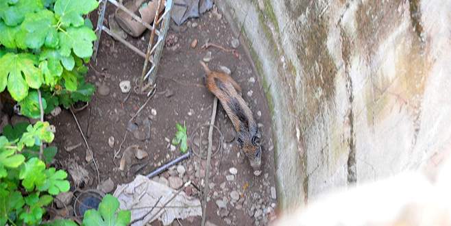 Kuyuya düşen yavru yaban domuzu için seferber oldular