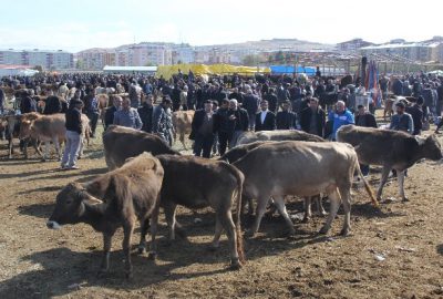 Kurbanlıklar Pazara İndi