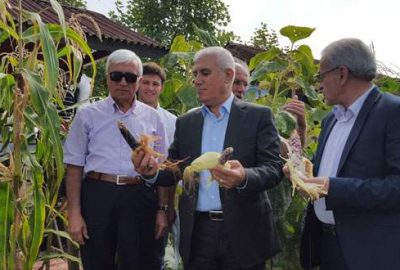 Rengarenk mısır görenleri şaşırttı