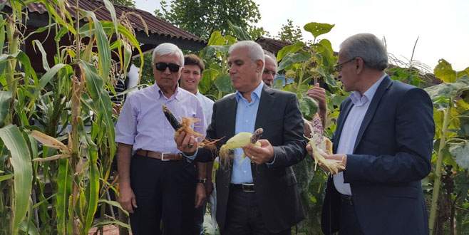 Rengarenk mısır görenleri şaşırttı