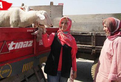 Kurban pazarının ilgi odağı oldular
