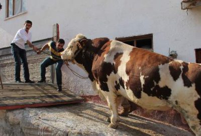 65 bin liralık şahin!