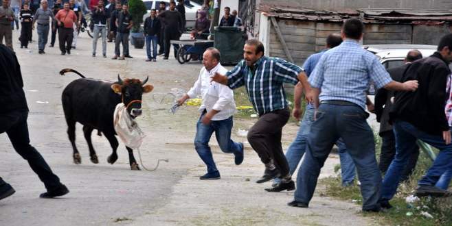 Kurban kaçarsa sakın bunu yapmayın!