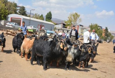 Tatvan’da Kurbanlık Çok Alıcı Yok