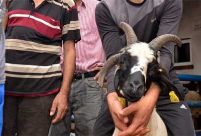 Dört boynuzlu koç hayrete düşürüyor