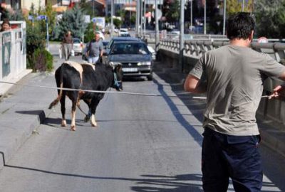 Boğa, önüne gelene saldırdı: 4 yaralı
