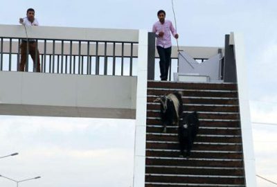 Çoban keçileri kaçırınca!