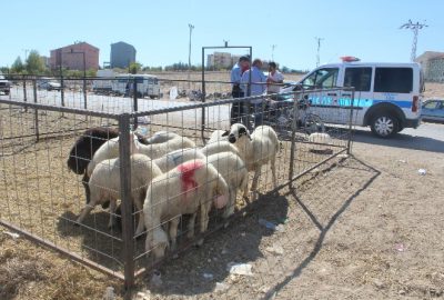 Kurban Pazarında Kavga: 5 Yaralı