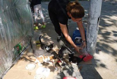 Kedi sığınma evleri kışa hazırlandı