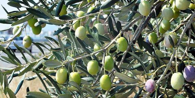 Sofralara zeytinyağı güneydeki illerden gelecek