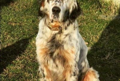 Köpeğini Çalanı Yakalatana 5 Bin Lira Ödül Verecek