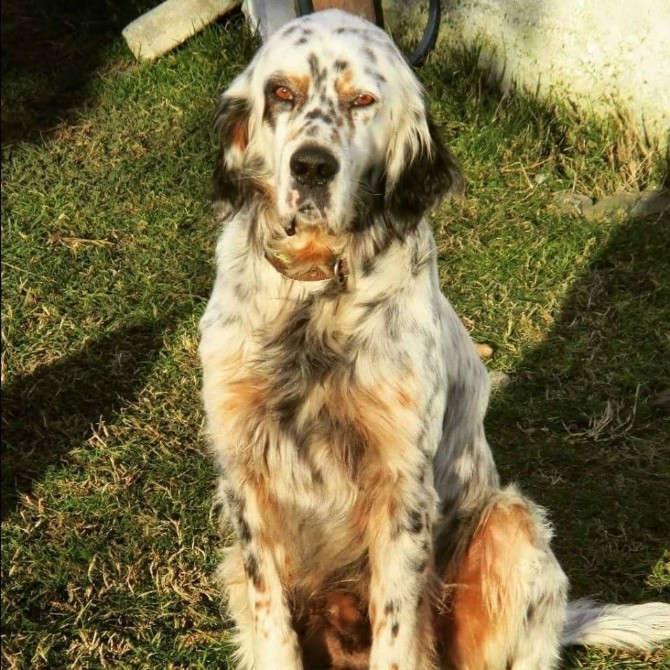 Köpeğini Çalanı Yakalatana 5 Bin Lira Ödül Verecek