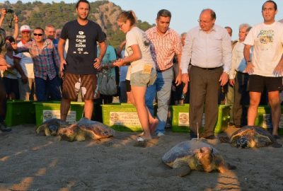 Caretta Carettalar Denizle Buluştu