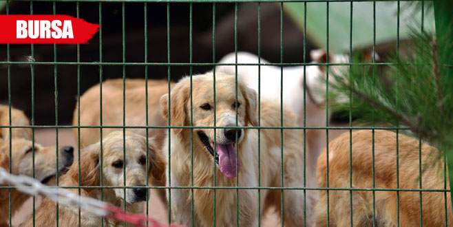 ‘Hayvan satın almayın, sahiplenin’