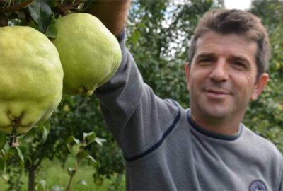 1 kiloluk armutlar şaşırtıyor