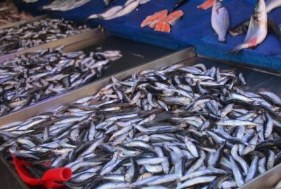 Marmara Hamsinin Azlığı Fiyatları Düşürmedi