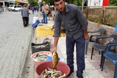 Kulp Balığı Tezgahtaki Yerini Aldı