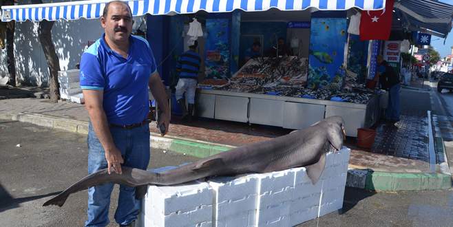 Mudanya’da köpekbalığı yakalandı