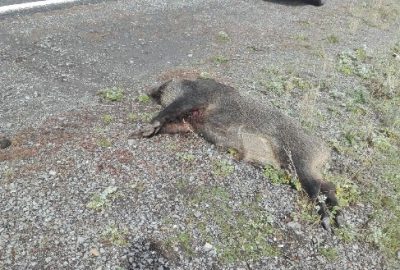 Kars-Göle Yolun’da TIR Domuz Sürüsüne Çarpı