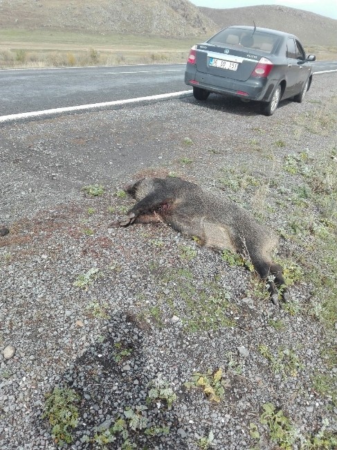 Kars-Göle Yolun’da TIR Domuz Sürüsüne Çarpı