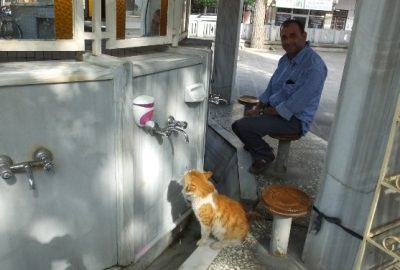 Burhaniye’de Sokak Kedisi Cemaatin Maskotu Oldu