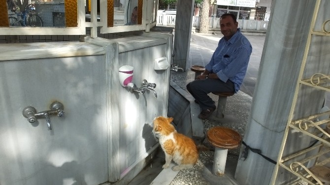 Burhaniye’de Sokak Kedisi Cemaatin Maskotu Oldu