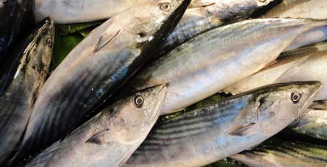 Palamut fiyatı el yakıyor