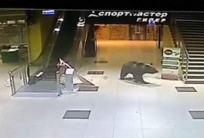 Alışveriş merkezine giren ayı öldürüldü