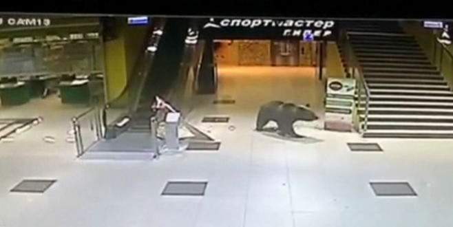 Alışveriş merkezine giren ayı öldürüldü