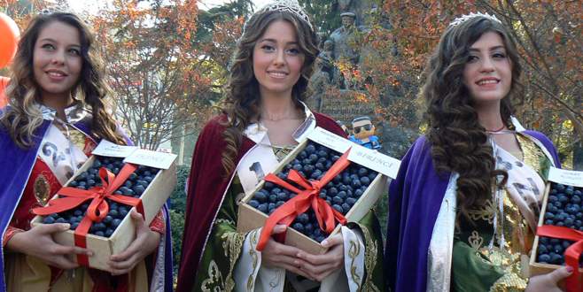 Orhangazi, ‘Zeytin Festivali’ne hazırlanıyor