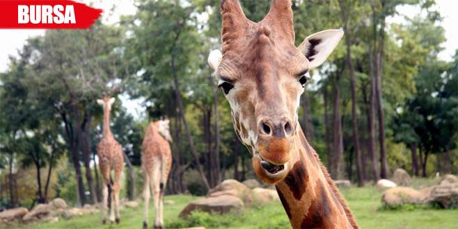 Zürafalar yılın son güneşinin tadını çıkarıyor
