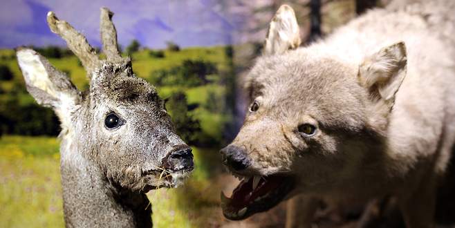 Telef olmuş hayvanlardan Zooloji Müzesi kurdu