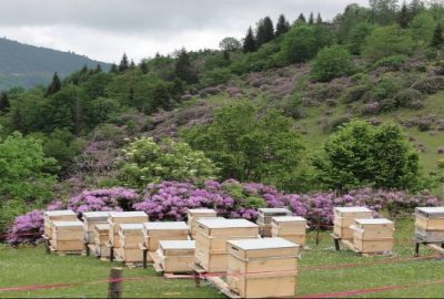 Ordu’da 5. Bal Ormanı
