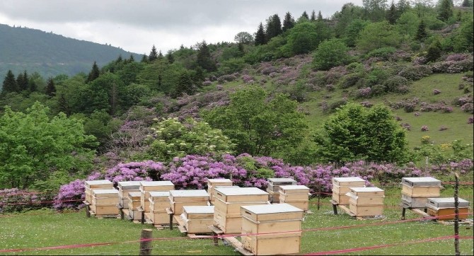 Ordu’da 5. Bal Ormanı