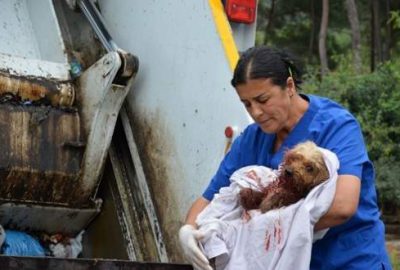 Yaralı köpeği çöpe attılar