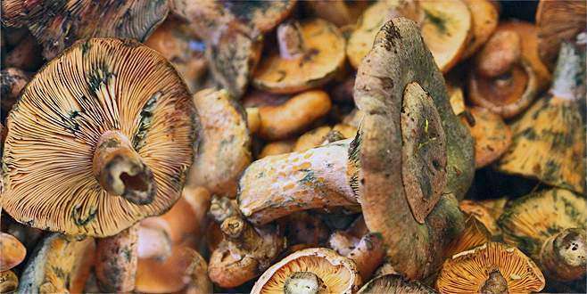 Zehirli mantar uyarısı! Karaciğer yetmezliği ve ölüm…