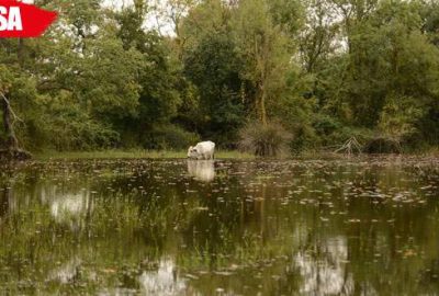 Longoz en güzel zamanını yaşıyor