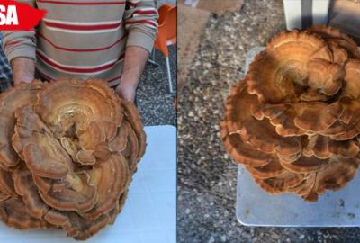 Dev mantar şaşırtıyor