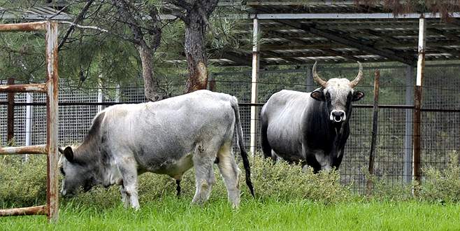 Bursa’da klon sığırlar çoğalıyor