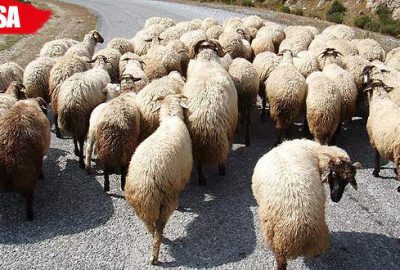 Bilecik’ten geldi, 7 bin 500 lira dolandırıldı